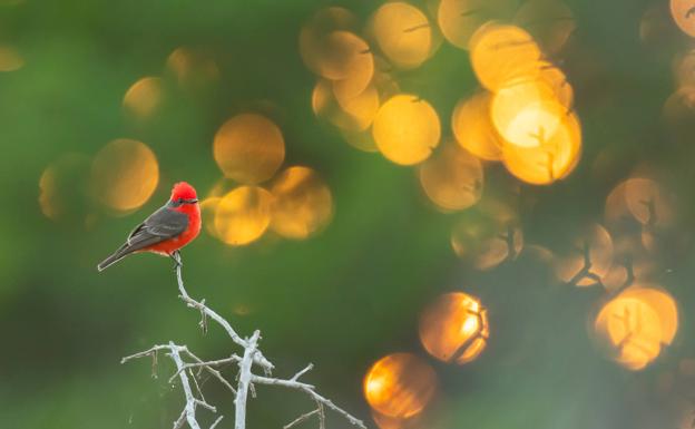 El concurso fotográfico de FIO anuncia sus ganadores