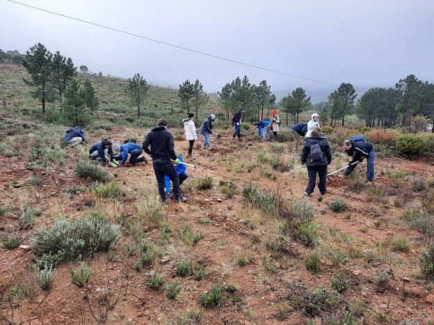 Programa de voluntariado ambiental Plantabosques