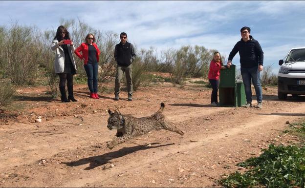 La hembra 'Quejumbre' estrena las reintroducciones de lince esta temporada en Extremadura