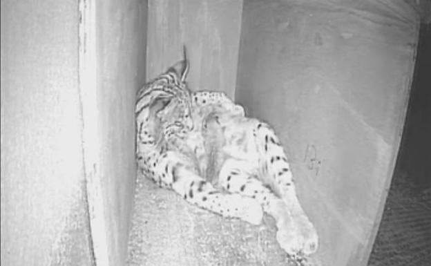 Comienzan los chequeos sanitarios a los linces nacidos esta temporada en Zarza de Granadilla