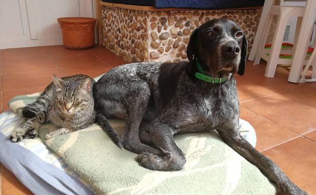 Tres meses de cárcel por no llevar atado a un perro que casi mata a otro