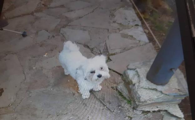 La perrita Abril también se queda en casa