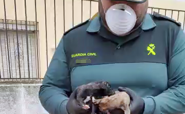 Rescatados dos cachorros de galgo del interior de un contenedor en Talavera la Real