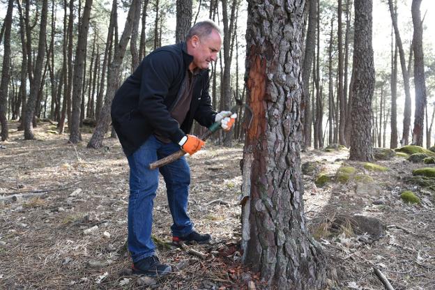 Los pinos también 'sangran' resina en Extremadura