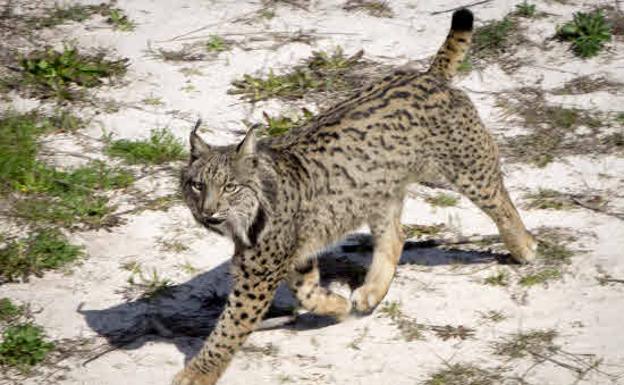Estela pare tres cachorros de lince en el centro de cría de Zarza de Granadilla