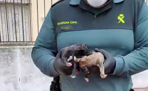 Imputado un vecino de Talavera la Real por arrojar dos cachorros de galgo a un contenedor