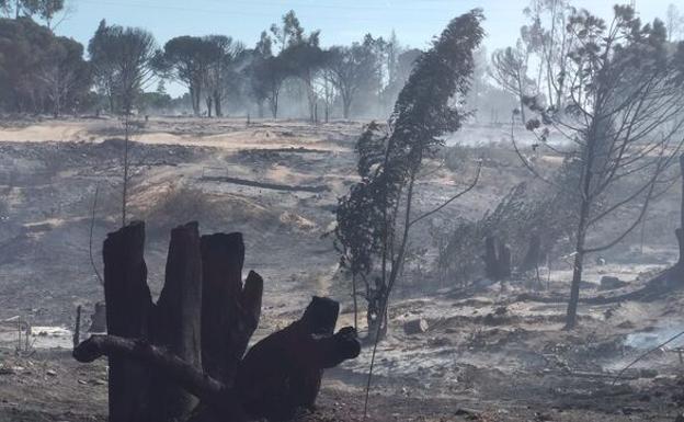 Un incendio calcina 67 chabolas y obliga a desalojar a 200 inmigrantes en Palos de la Frontera