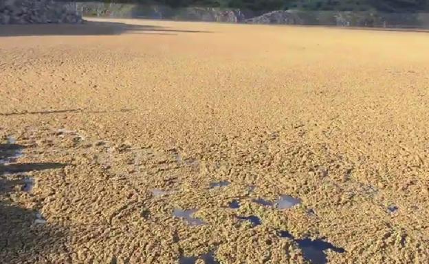 Adenex pide actuar ante la proliferación en el Tajo de una planta invasora