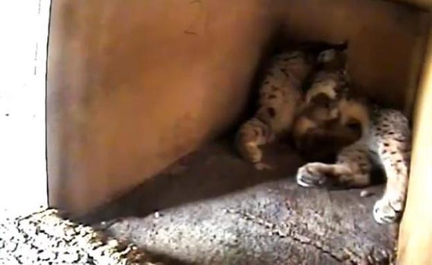 Muere un cachorro de lince en el centro de cría de Zarza de Granadilla