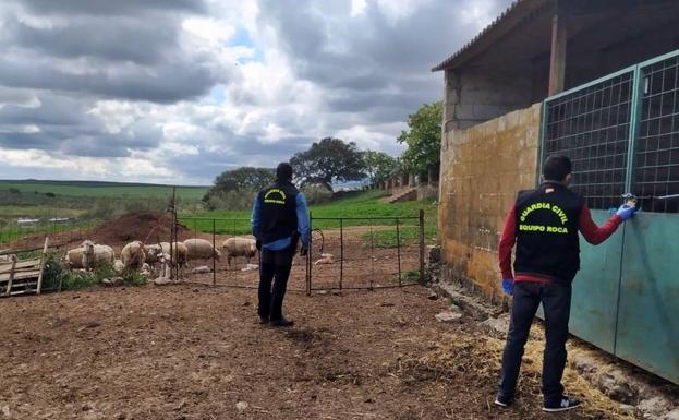 Detenido por robar 27 corderos en una explotación de Palomas