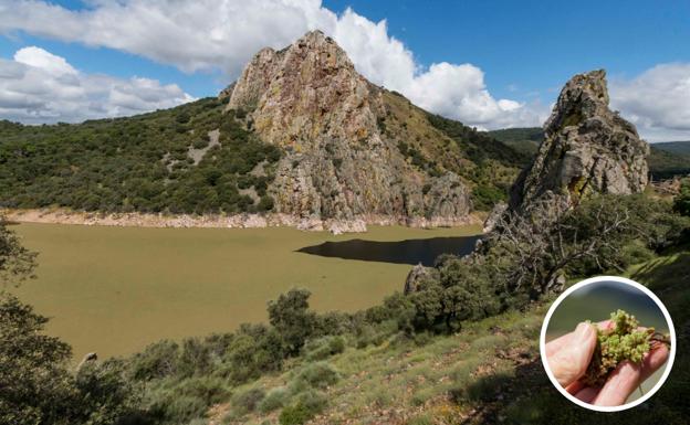 La Junta pide tranquilidad ante el crecimiento «más explosivo» del helecho de agua