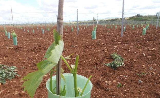La Junta autoriza ocho cacerías de jabalíes para evitar daños a cultivos y ganado