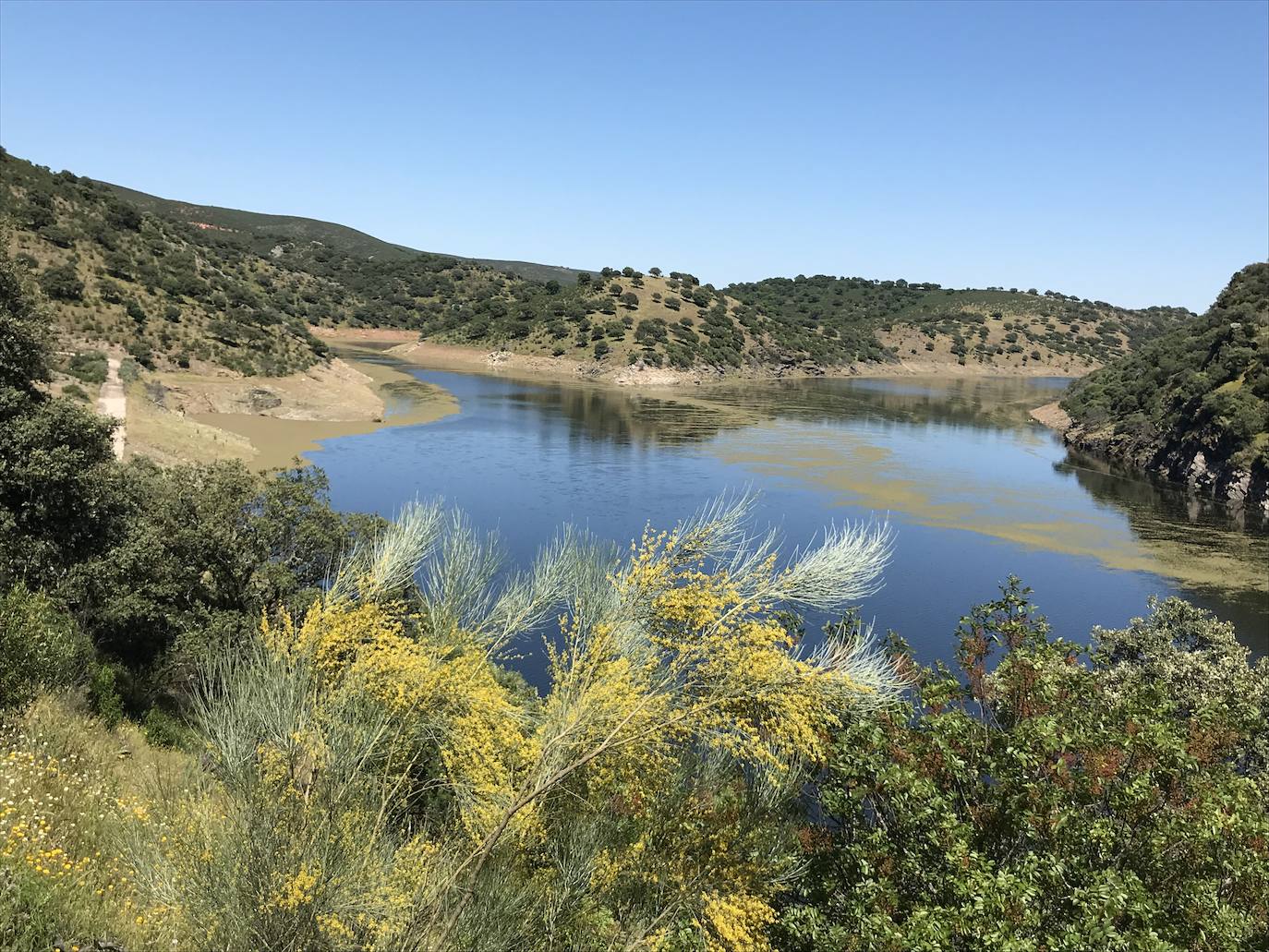 El helecho de agua remite en Monfragüe