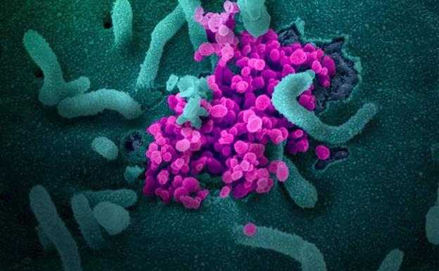 ¿Llegará algún día la erradicación de las enfermedades? ¿Habrá un último virus?