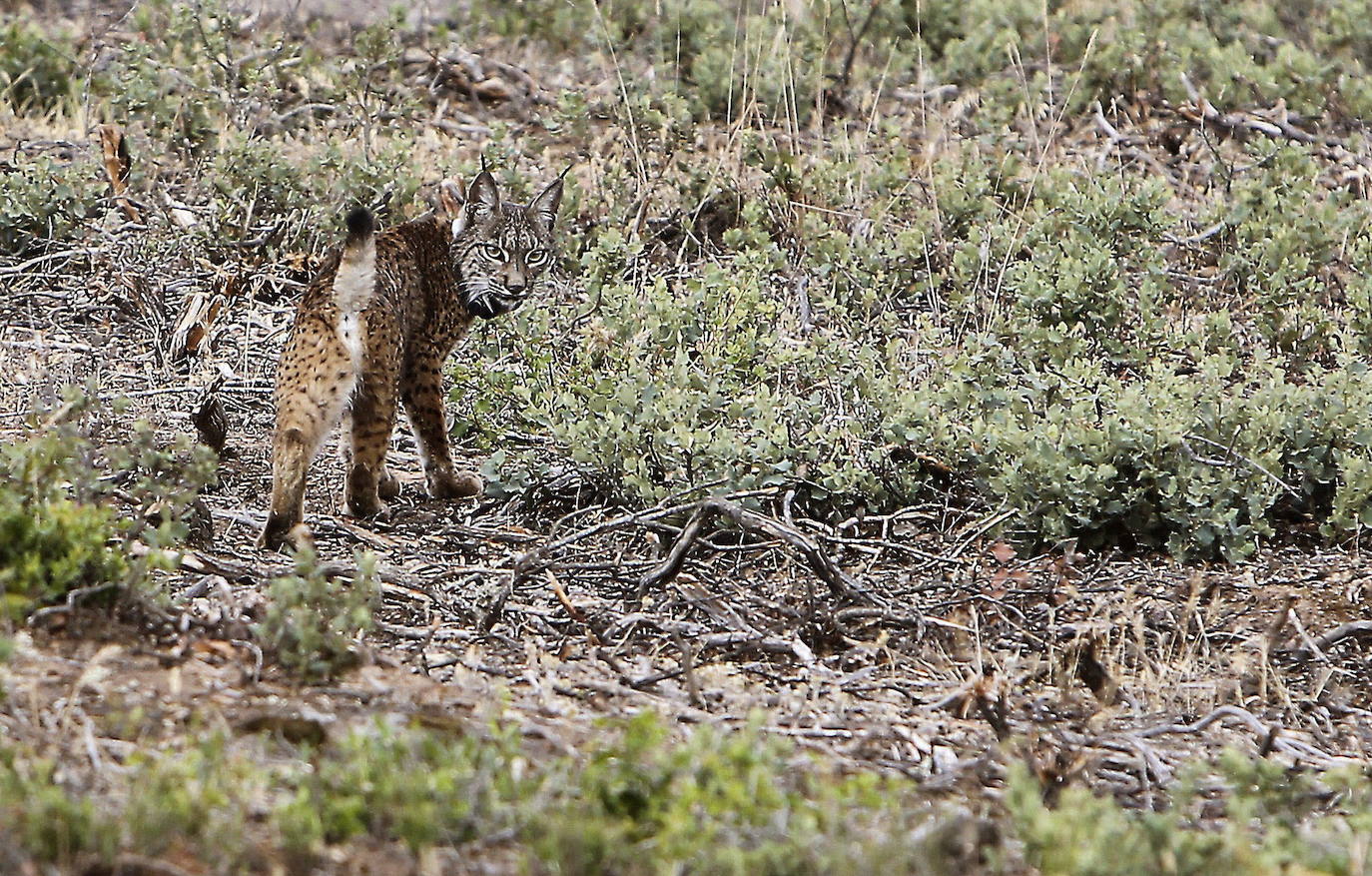 Extremadura participará en un proyecto europeo para mejorar la diversidad genética del lince