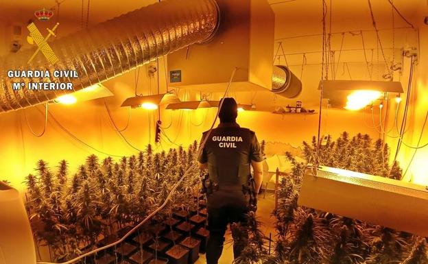 Tres detenidos por cultivar 139 plantas de marihuana en Montijo
