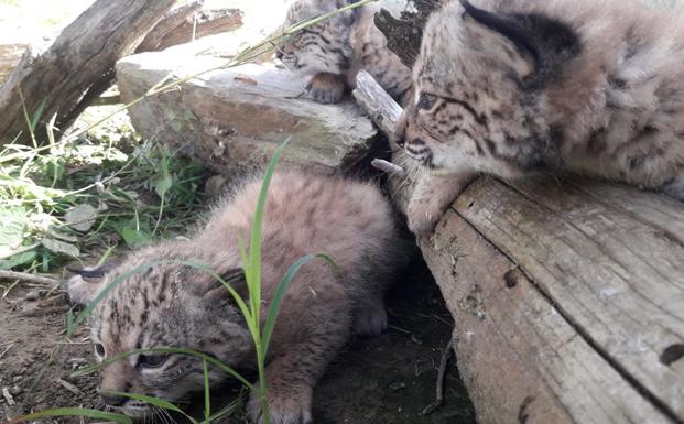 Los internautas ponen nombre a los tres cachorros de lince que parió Estela en Zarza de Granadilla