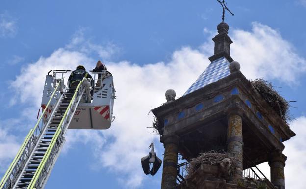 Bomberos de Cáceres descuelgan una cigüeña del campanario de San Martín en Trujillo