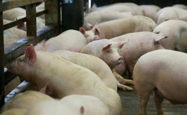 Científicos chinos alertan de una gripe porcina que podría trasmitirse a humanos