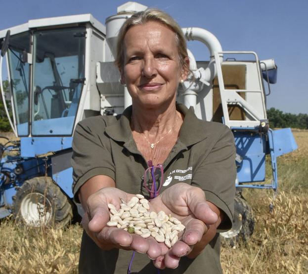 Orden Dorado, la nueva variedad extremeña de altramuz