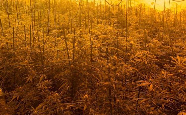 Detienen a una persona y desmantelan una plantación con 1.600 plantas de marihuana en Lácara