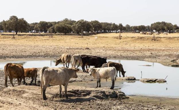 La Junta publica las ayudas a agrupaciones de defensa sanitaria ganadera y apícola