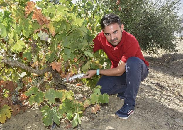 Soluciones ecológicas para las enfermedades de madera de la vid