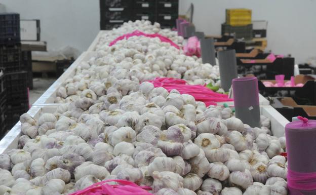Sanidad confirma 26 positivos en un almacén de ajos que deja contagiados en 8 municipios
