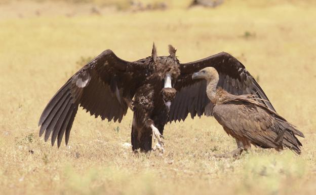 Extremadura celebra el día mundial del buitre con una de las poblaciones «más sanas y boyantes»