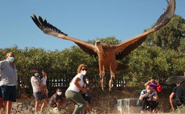 Los ecologistas celebran, vigilantes, la recuperación del buitre negro