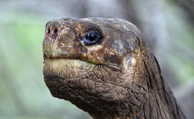 Un primer plano de la tortuga gigante George. /Rodrigo Buendía/AFP
