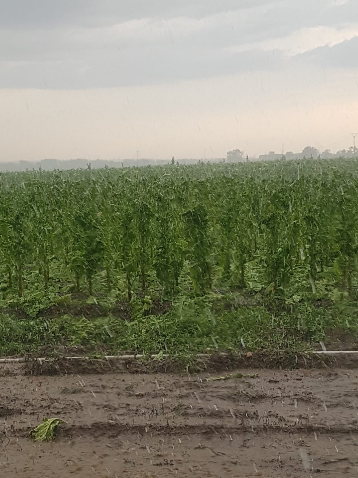 Daños en cosechas de tabaco y pimentón en La Vera y Campo Arañuelo