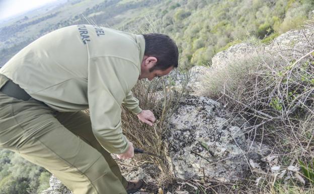 La Diputación de Badajoz iniciará un curso de Gestión Forestal en Cabeza la Vaca