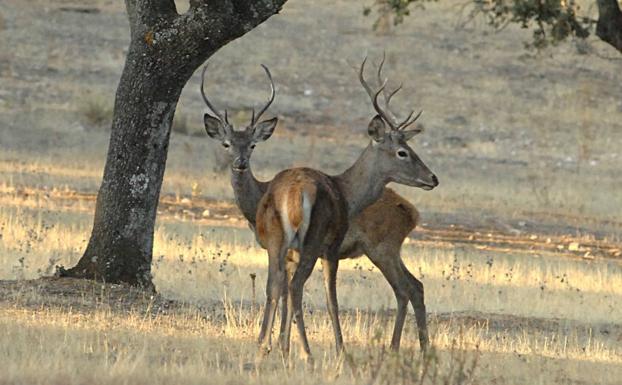 El Defensor del Pueblo acusa a la Junta de disfrazar monterías como controles de población