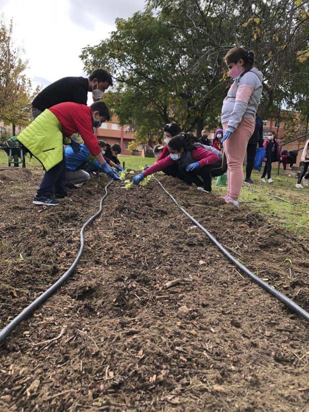 Quince centros educativos de Mérida ya se han unido al proyecto de huertos escolares