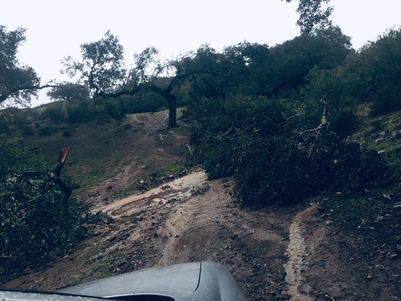 Destrozos provocados por el vendaval registrado este viernes en la provincia de Badajoz