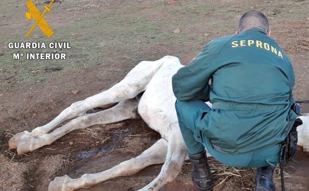 Investigan a un vecino de Zafra por el abandono de un caballo que tuvo que ser sacrificado