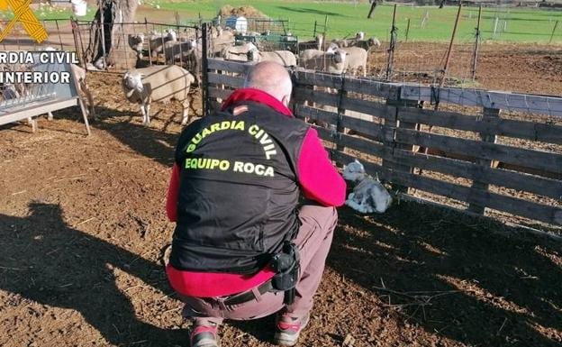 Investigan a un vecino de Hornachos por sustraer cien ovejas de una finca de Valencia de las Torres