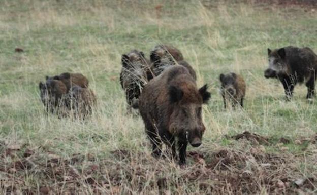 Permiten la caza de jabalíes en Monfragüe y Cáceres para su control
