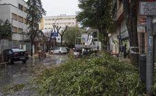El Ayuntamiento de Badajoz podará 1.500 árboles al retomar su plan tras el verano