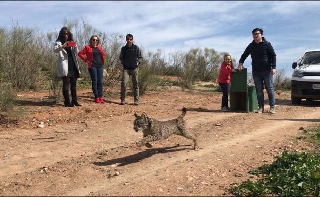 Comienza la preparación de la temporada reproductora del lince en Zarza de Granadilla