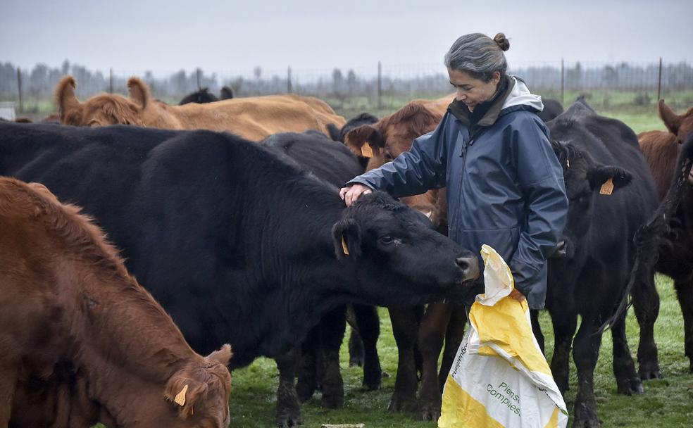 La ternera angus gana terreno en Extremadura