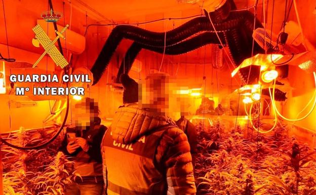 La Guardia Civil interviene 243 plantas de marihuana en una vivienda de Casas de Don Gómez