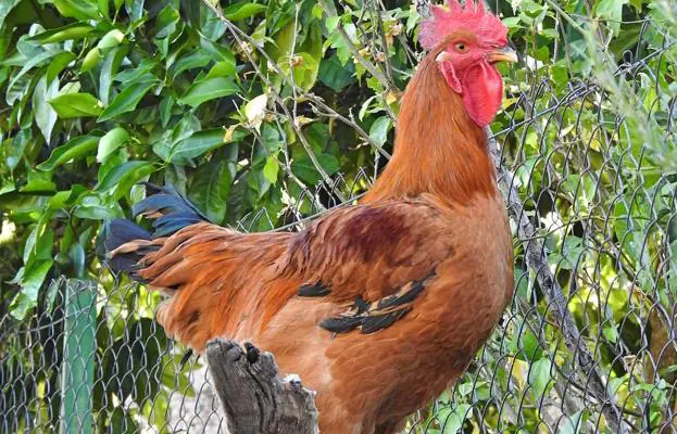 Gallos rayanos en la pedanía de Jola (Valencia de Alcántara). / E. R.