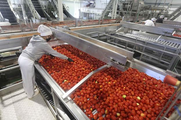 Tomate bajo incertidumbre