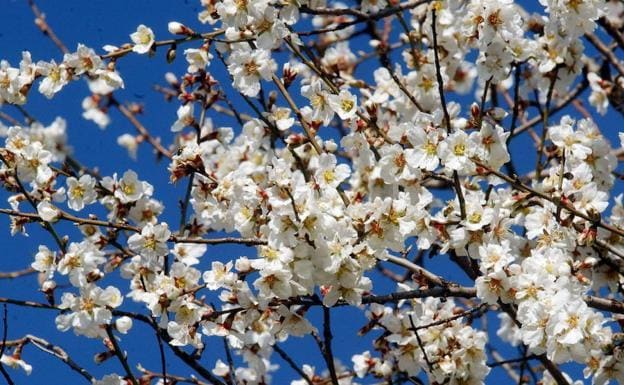 Almendro en flor | Hoy