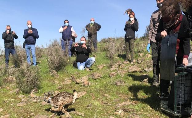 El Valle del Matachel acoge otros siete linces