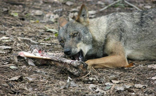 Nueva disputa por el estatus legal del lobo