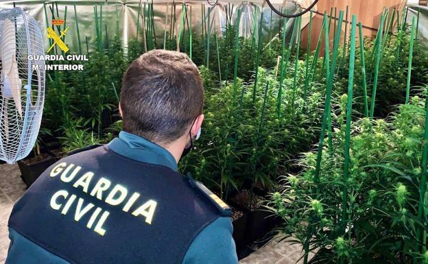 Más de 70 personas detenidas e investigadas en operaciones antidroga de la Guardia Civil en Cáceres