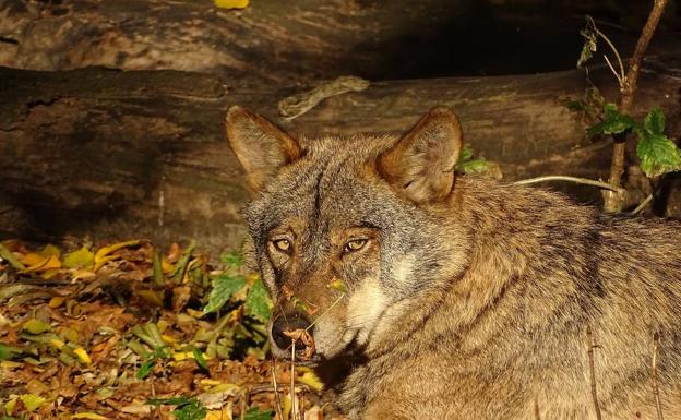 «Innegociable»: o retiran la intención de declarar al lobo especie protegida o habrá presiones